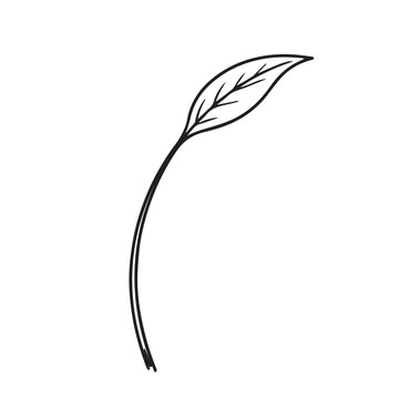 Simple vector art of a leaf with a long stem, designed in clean black and white minimal style for botanical icon, nature theme, and modern illustration concepts.