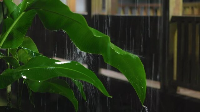 Heavy tropical rain cascades onto lush green banana plant leaves creating water streams and splashes. Wet foliage glistens against dark background with wooden fence visible in the rainy weather scene.