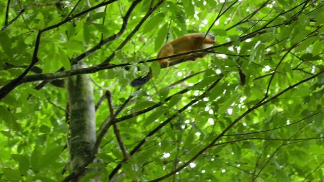 Agile squirrel monkey with orange fur and dark-tipped tail navigates through vibrant green tropical tree branches. Primate moves skillfully among dense rainforest foliage in natural habitat.