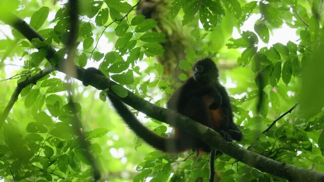 Spider monkey with dark fur and reddish-orange belly sits calmly on mossy branch in lush tropical rainforest canopy, surrounded by vibrant green leaves with soft diffused natural daylight.