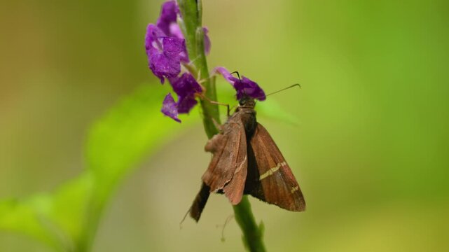 Brown skipper butterfly with cream-colored wing markings clings to vibrant purple flower stem in Costa Rica jungle. Soft green bokeh background highlights delicate insect feeding on tropical blooms.