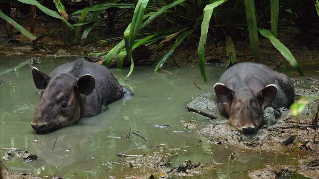 Two Bairds tapirs submerged in murky green water of a jungle pond in Costa Rica. The endangered mammals rest peacefully surrounded by tropical vegetation and muddy banks in their natural habitat.