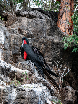 Magnificent Frigatebird Perched on Volcanic Rocks in Galapagos