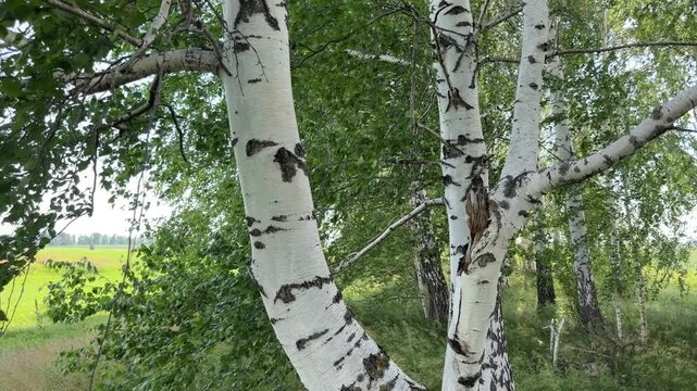 White Birch Grove: Majestic white birch trees stand tall with their distinctive peeling bark, creating a serene natural landscape.