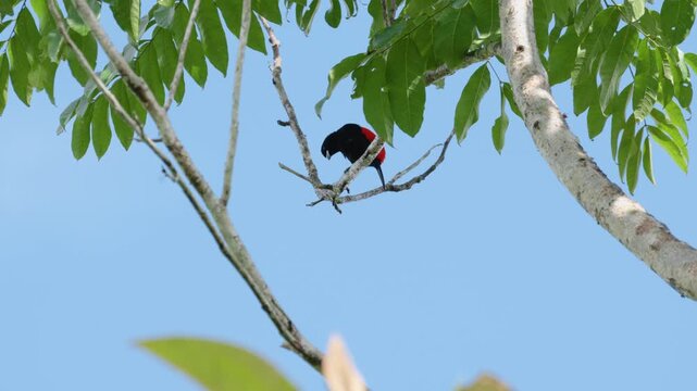 Colorful scarlet-rumped tanager with black and red plumage sits on bare branch in Costa Rica jungle. Tropical bird looks around with green foliage and clear blue sky in background. Wildlife scene.
