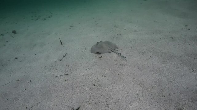 Sous l'eau une raie et un turbot
