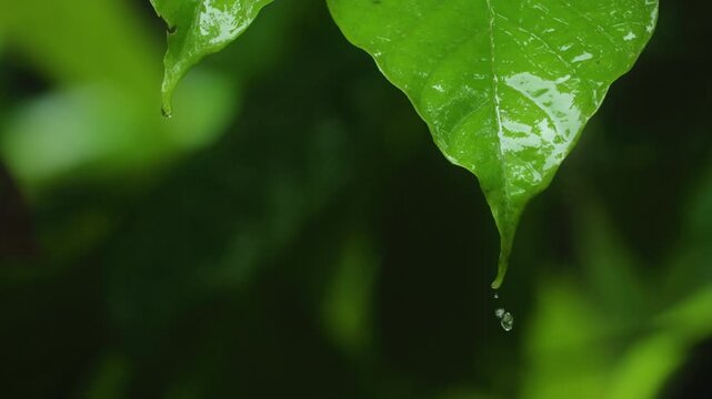 Costa Rica jungle rainforest close-up showing wet green leaves with water droplets falling from pointed tips. Lush tropical foliage glistens after rain with soft bokeh background in natural setting.
