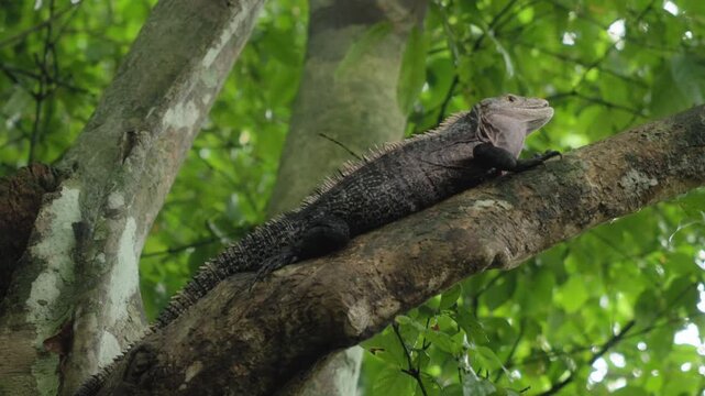 Large black spiny-tailed iguana perches on thick tree branch surrounded by lush green foliage in tropical forest. Reptile displays distinctive dewlap and spiny dorsal crest against natural habitat.
