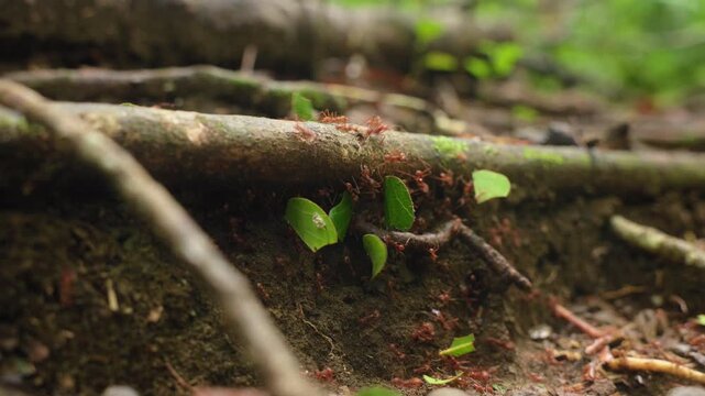 Ants march in organized procession carrying bright green leaf fragments across mossy branches and forest soil. Red leafcutter colony demonstrates teamwork and strength in tropical rainforest habitat.