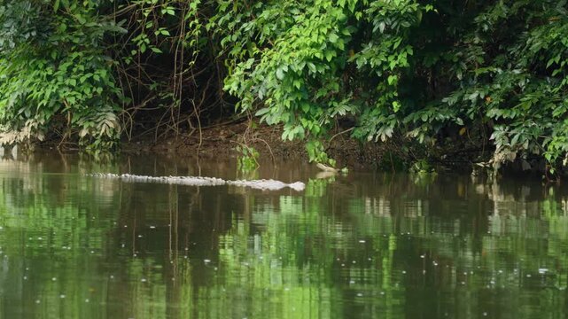 A crocodile slowly swims through tranquil green waters of tropical river in Costa Rica.