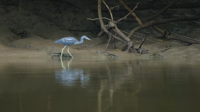 Little blue heron walks through shallow muddy water along a sandy riverbank with fallen branches and driftwood. The wading bird hunts for fish in calm murky waters of a tropical wetland habitat.