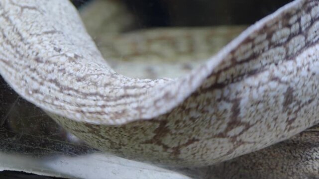Moray Eels interaction in aquarium water