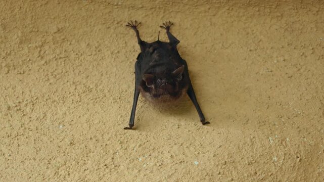 A small brown bat clings to a rough textured ceiling with its clawed feet. The nocturnal mammal hangs upside down with folded wings and distinctive large ears visible against the sandy colored.