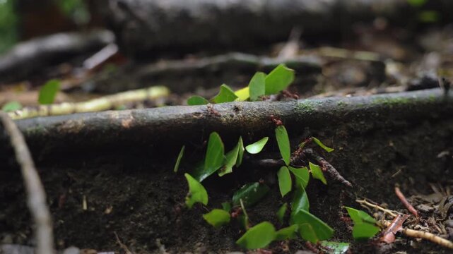 Leafcutter ants transport freshly cut green leaf pieces along a fallen branch on the tropical forest floor. Colony workers demonstrate remarkable teamwork and strength in this close-up nature scene.