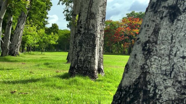 Peaceful and bright morning view inside a lush public park. The scene showcases a vibrant green lawn framed by mature tree trunks