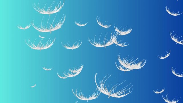 feathers drop background