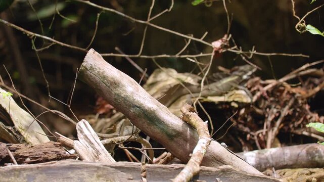 Jesus lizard rests on weathered log surrounded by fallen branches and tangled twigs in tropical forest. Dappled sunlight illuminates basilisk as it surveys its woodland habitat among decaying timber.