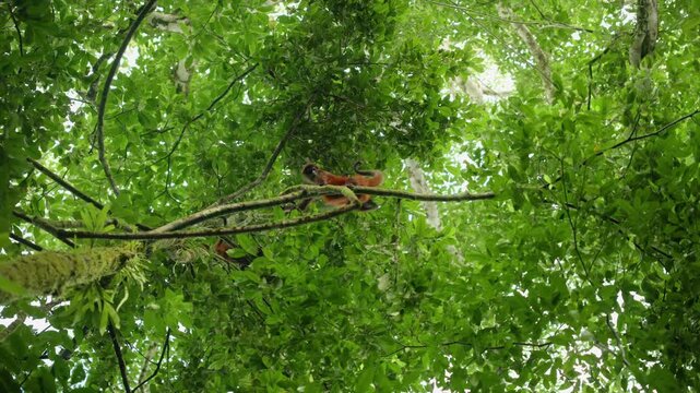 A reddish-brown spider monkey traverses moss-covered branches high in lush green rainforest canopy, surrounded by vibrant foliage as soft diffused light filters through the dense tropical leaves.