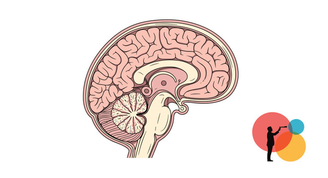 Anatomical cross section of the human brain showing different regions and structures in a clear colored medical illustration.