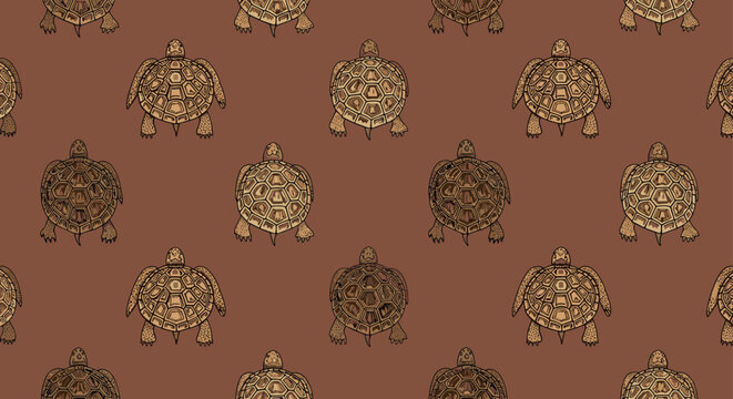 Repeating pattern of hand drawn tortoises shown from a top view on a warm brown background in a vintage scientific illustration style.