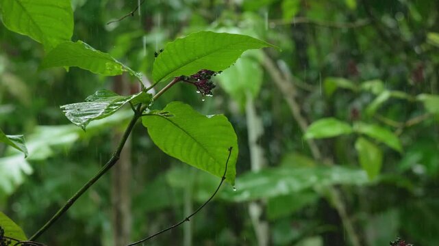 Costa Rica jungle scene with rain falling on vibrant green leaves. Water droplets collect on foliage as tropical downpour continues in lush rainforest setting with blurred vegetation background.