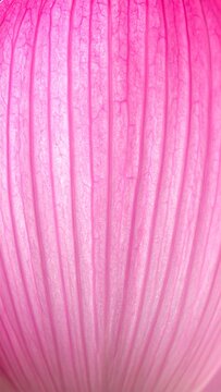 Detailed macro photograph of a single sacred lotus petal with elegant vertical lines