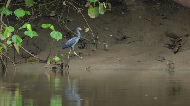 Pacific reef heron with slate gray plumage walks carefully along muddy riverbank near calm water. Green heart-shaped leaves hang from branches as the wading bird forages in tropical wetland habitat.