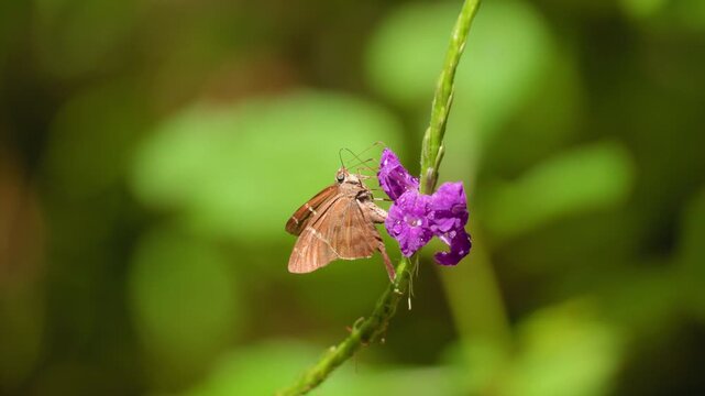 Brown skipper butterfly with delicate striped wings perches on vibrant purple flower covered in morning dew droplets, feeding on nectar against soft bokeh green jungle foliage background.