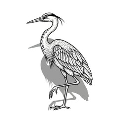 Fototapeta premium Detailed Ink Drawing of a Great Blue Heron Standing Gracefully.