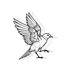 Fototapeta premium Detailed Line Art Drawing of a Bird in Flight.