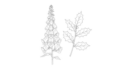 Detailed Line Drawing of Foxglove Plant. © Embop