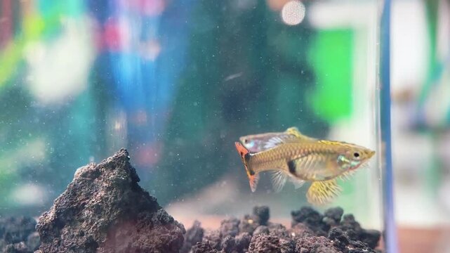 A small yellow fish swims near a rock in a colorful aquatic environment with blurred background.