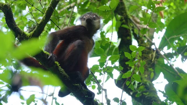 Spider monkey with reddish-brown and black fur sits on moss covered tree branch in Costa Rica jungle. Primate observes surroundings amid lush green tropical rainforest canopy with bright overcast sky.