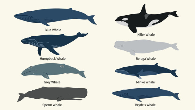 Collection of Different Whale Species Vector Illustration, Including Sperm Whale Vector Art
