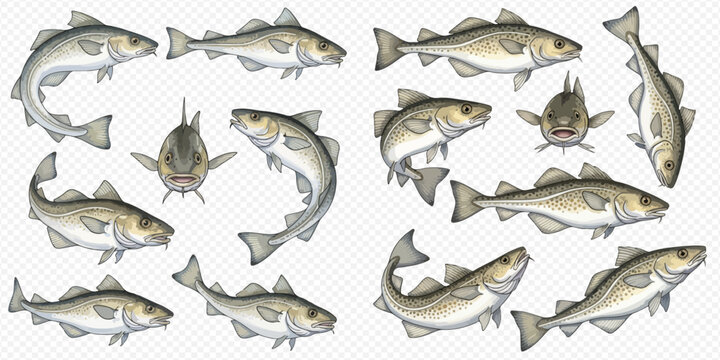 Set of Atlantic cod fish in various poses, showing different angles and views, isolated on a transparent background.