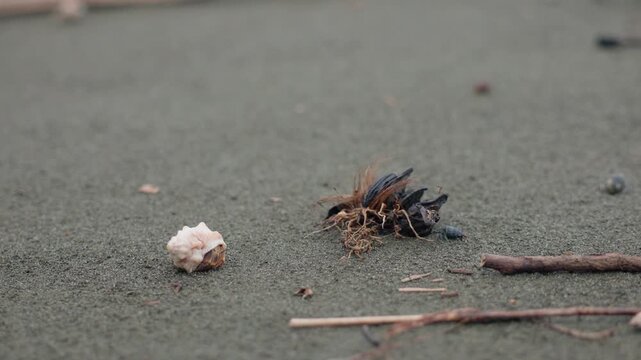 Hermit crab emerges from spiral shell moving across dark gray sand beach. Close-up view shows crustacean legs and claws near mussels and dried seaweed with scattered twigs and debris on shoreline.