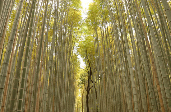 Bamboo Forest, Kyoto - Japan