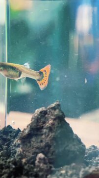  guppy fish (Betta splendens) with patterned motifs in the aquarium