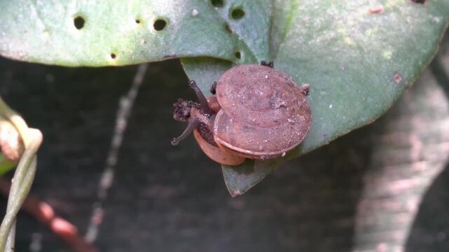 the bug on a branch