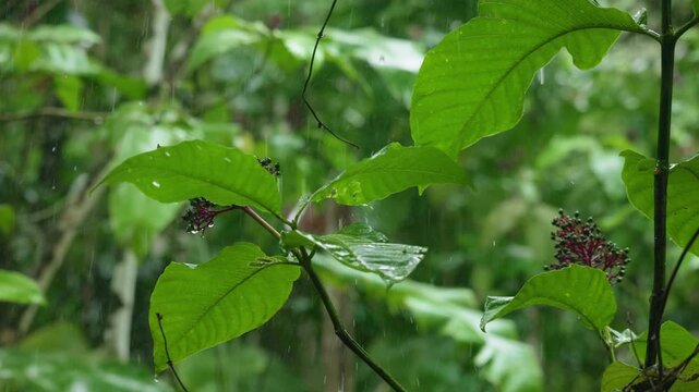 Rain falls on vibrant green leaves in Costa Rica jungle as water droplets collect on tropical foliage. Lush vegetation with dark berry clusters sways gently during rainfall in dense rainforest.