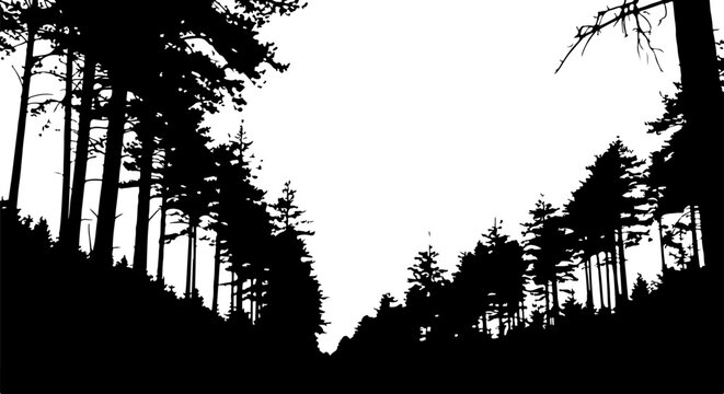 Silhouette trees, forest landscape, black pine trees, white background, vector illustration