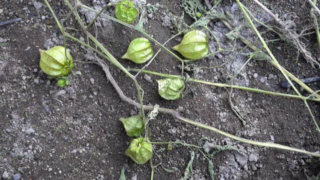 green beans on the vine
