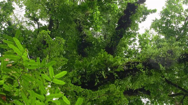 Costa Rica jungle canopy with slow falling water drops from dense tropical trees. Lush green foliage fills the frame as moisture drips from branches covered in moss and epiphytes against overcast sky.