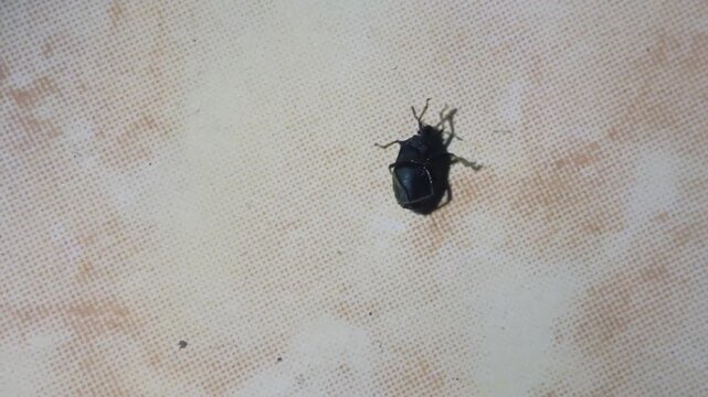 A small black insect is crawling on a dirty white surface