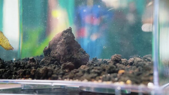 A small yellow fish swims near a brown mound of soil inside a clear aquarium tank with dark gravel on the bottom.
