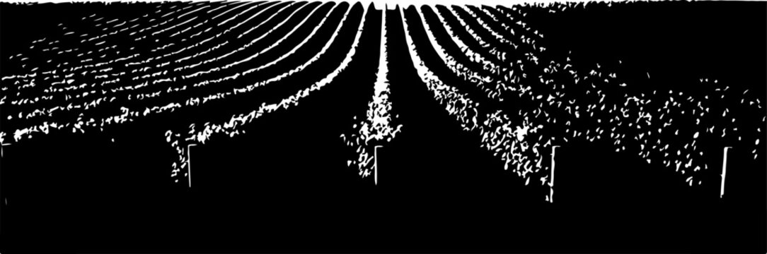 Abstract, futuristic, glowing lines, neon rays, black background, vector illustration