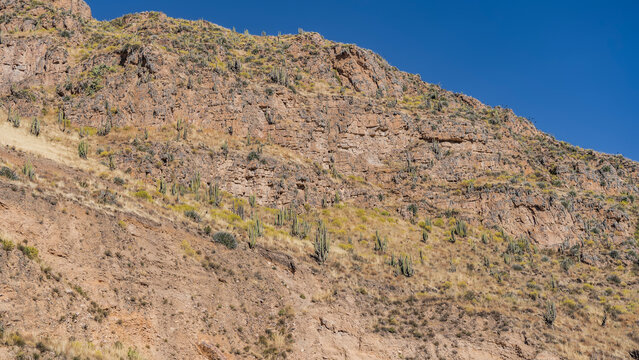 High mountain landscape. Yellow dry grass and cacti Echinopsis pachanoi,  San Pedro cactus grow on the rocky mountainside. The blue sky. Peru. Arequipa.  

 