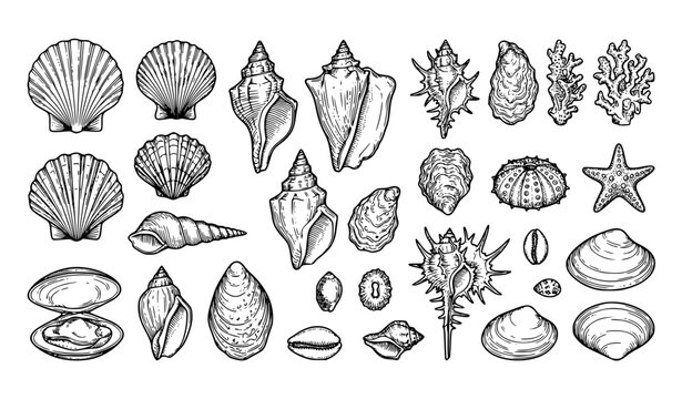 Vintage seashell line art vector set with tropical beach coastal elements