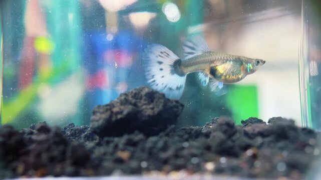 A small fish swims near a decorative rock in a tank with dark gravel and colorful background.