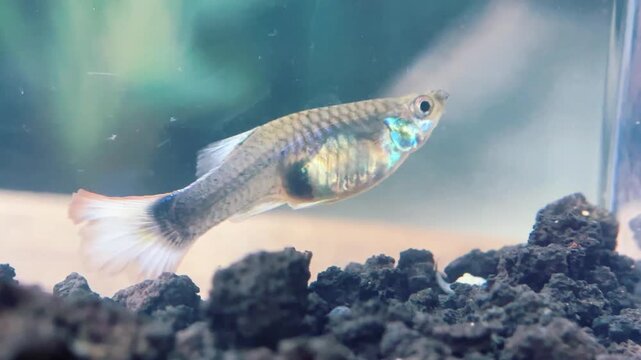 A small blue and silver fish swims over dark rocks in an aquarium tank with blurred green plants.